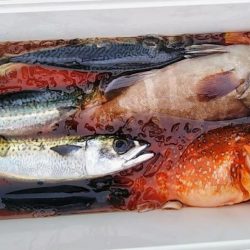 康仁丸・ジギング釣り果